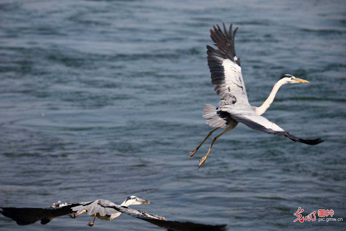 Scenery of wetland reserve in central China's Henan Province Scenery of wetland reserve in central China's Henan Province
