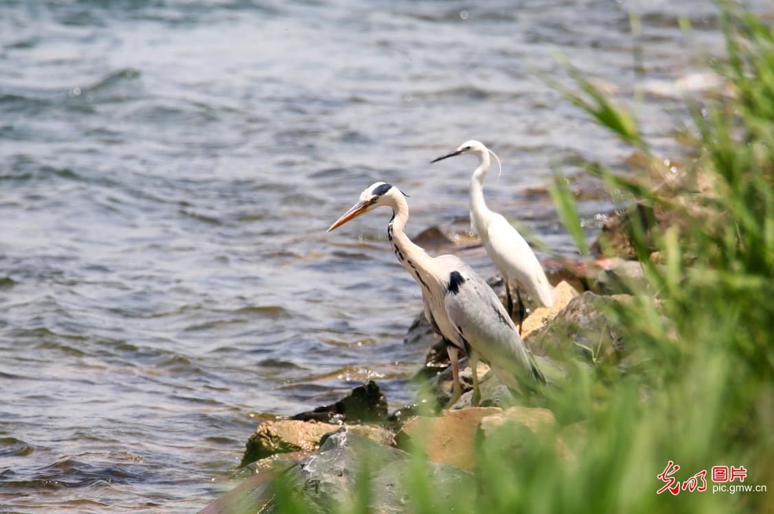 Scenery of wetland reserve in central China's Henan Province Scenery of wetland reserve in central China's Henan Province