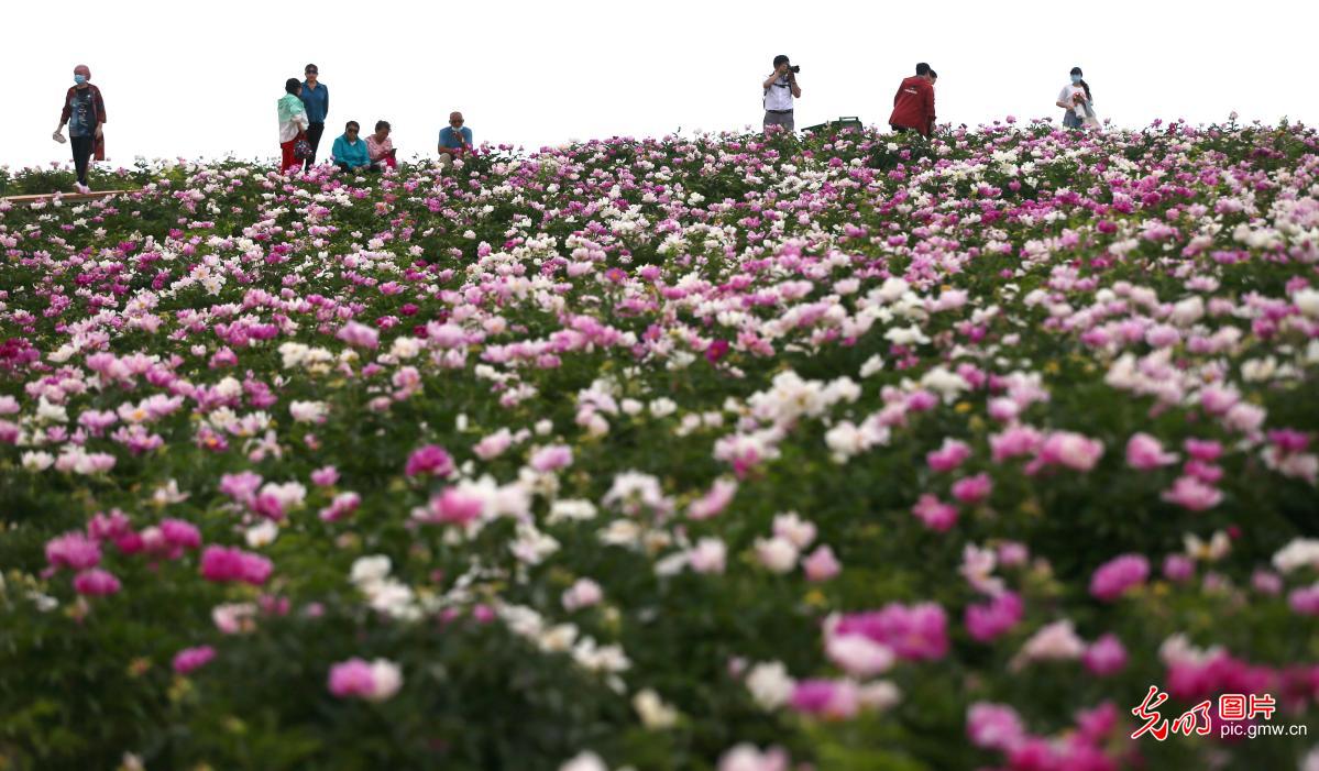 The First Pheony Flower Festival held in NW China's Xinjiang The First Pheony Flower Festival held in NW China's Xinjiang