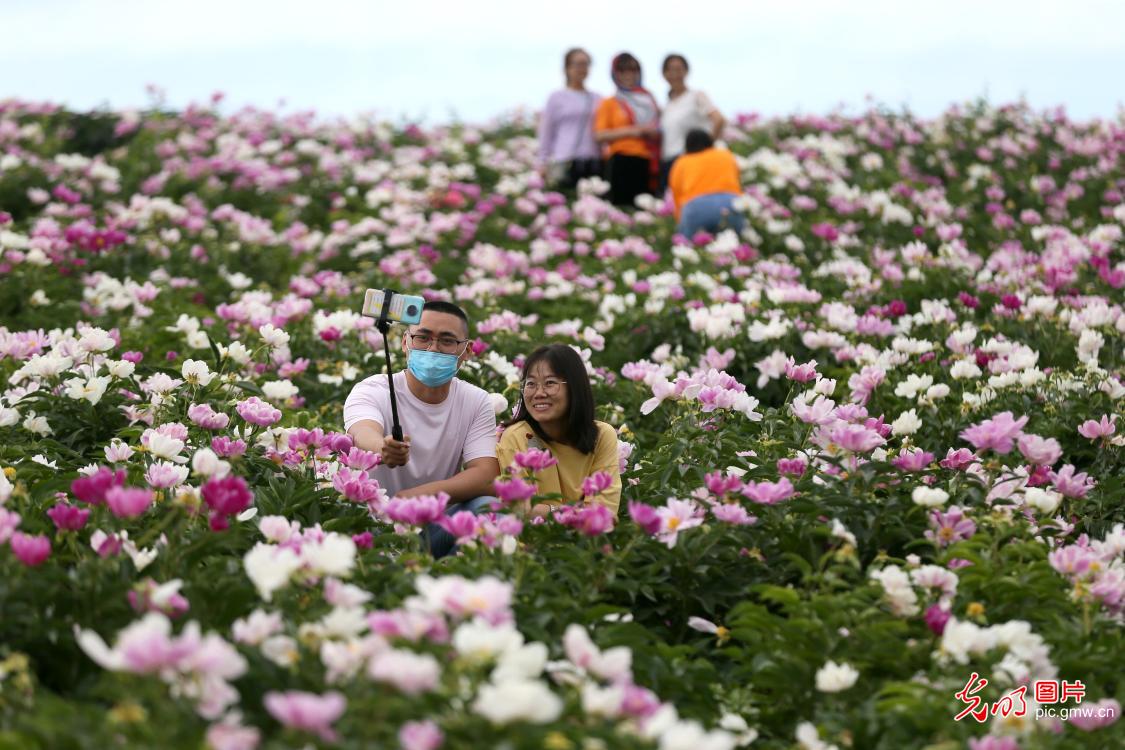 The First Pheony Flower Festival held in NW China's Xinjiang The First Pheony Flower Festival held in NW China's Xinjiang