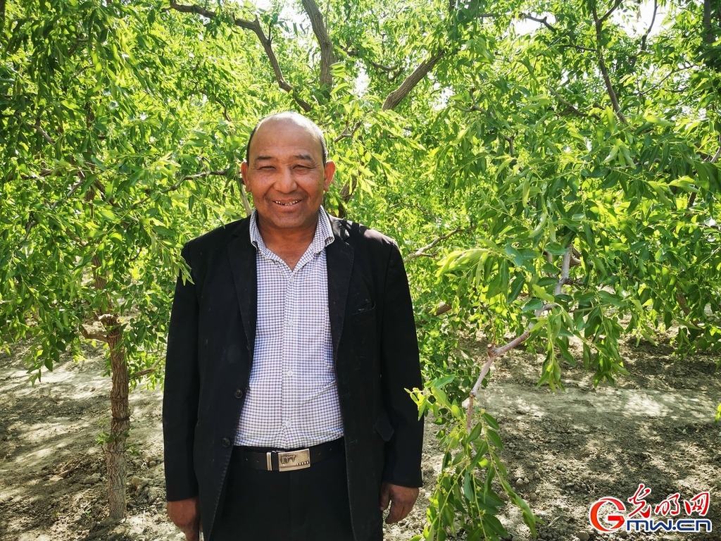 Higher Chinese dates output in Makit County thanks to more scientific cultivation methods and mechanization