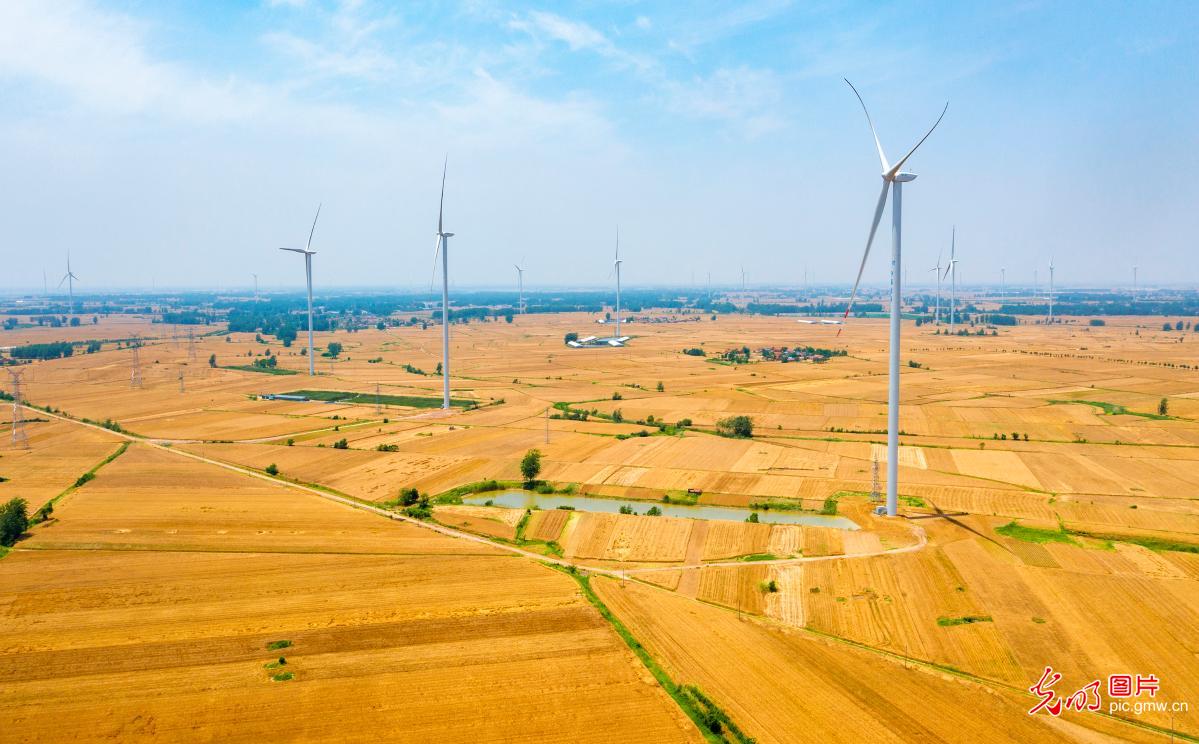 goldenwheatfieldsinechinasjiangsuprovince