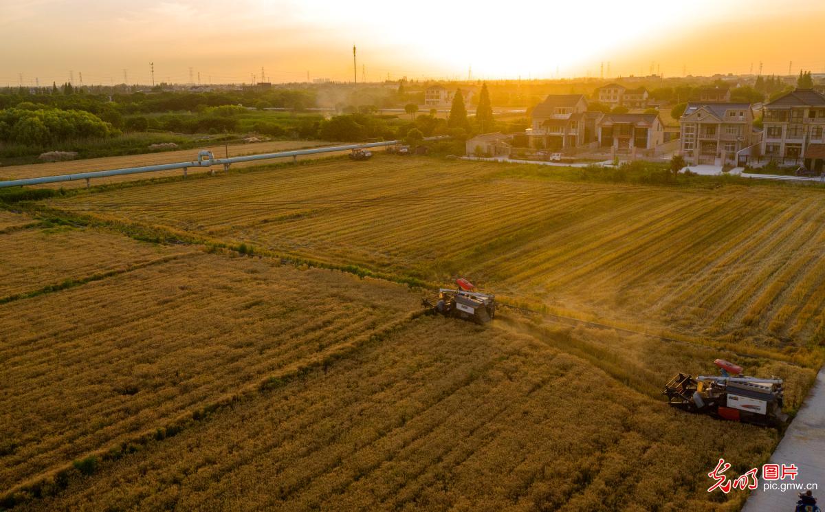Wheat harvested in SE China's Jiangsu