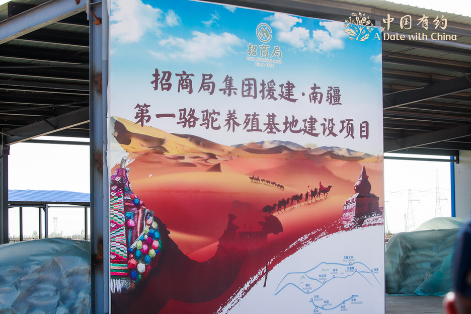 Aiyouwei Camel Breeding Base: bringing more income and economic growth to Shache County and its resettlement residents