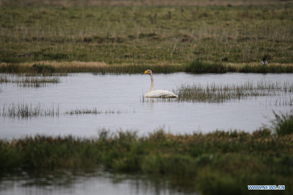 Gahai Lake wetland becomes home for endangered migrant bird species