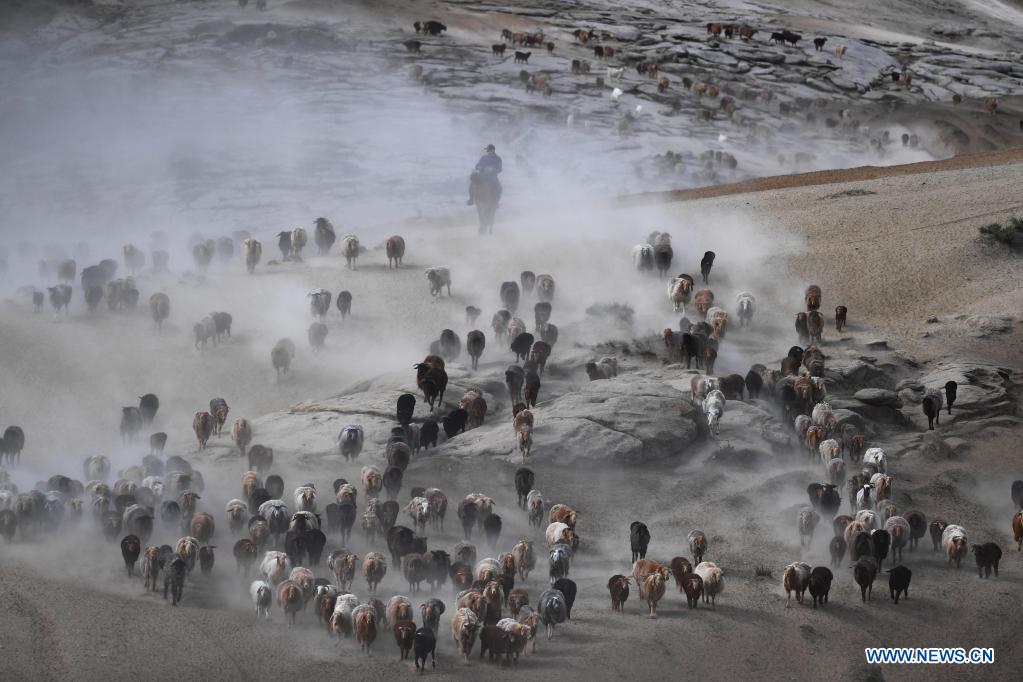Ethnic Kazakh herdsmen move livestock to summer pastures in China's Xinjiang