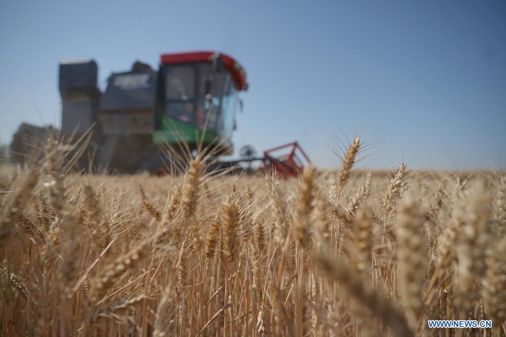 Harvester operates in wheat field in Xingtai, north China's Hebei