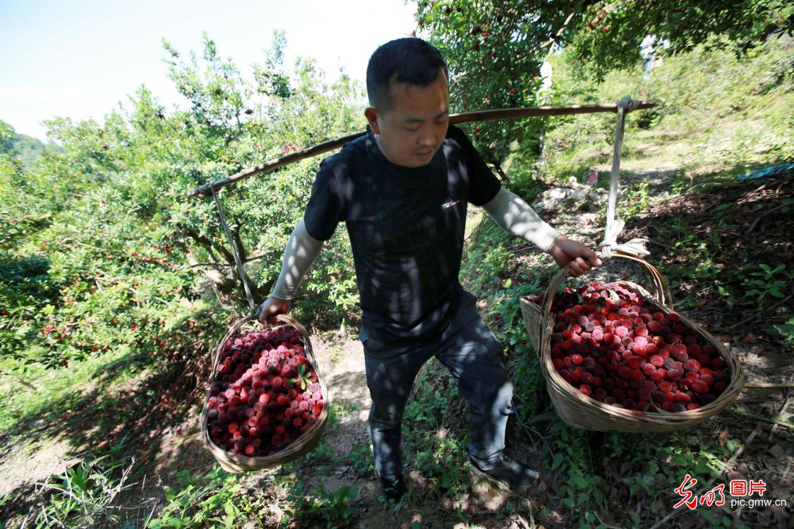 Waxberry ushers in harvest season in SW China's Guizhou