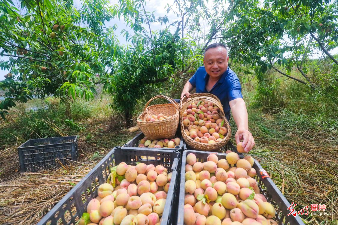 Peaches harvested in C China's Henan
