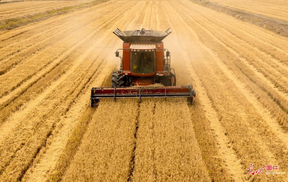 Agricultural machinery harvest wheat in Sihong, E China's Jiangsu