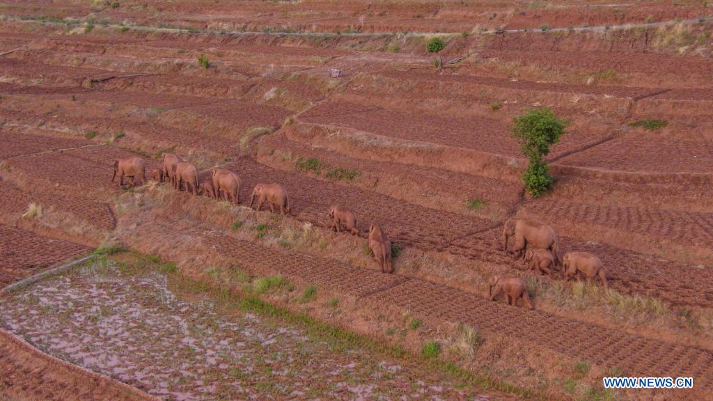 Herd of wild Asian elephants makes temporary stop in outskirts of Kunming