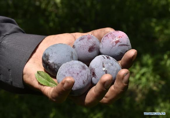 Workers harvest plums in northwest Pakistan's Peshawar