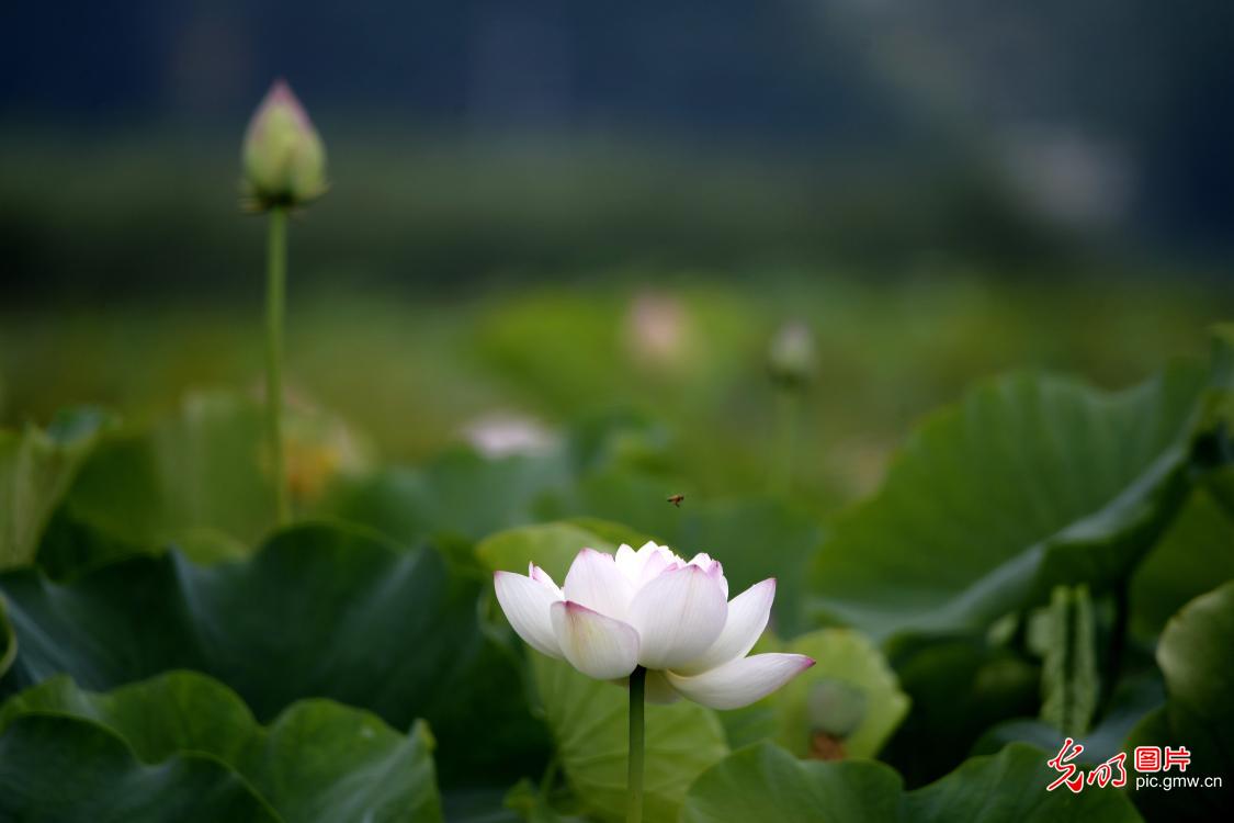 Lotus flower seen in Anlong, SW China's Guizhou