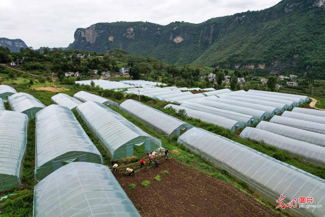 Mint planting in mountain valley, SW China's Guizhou Province