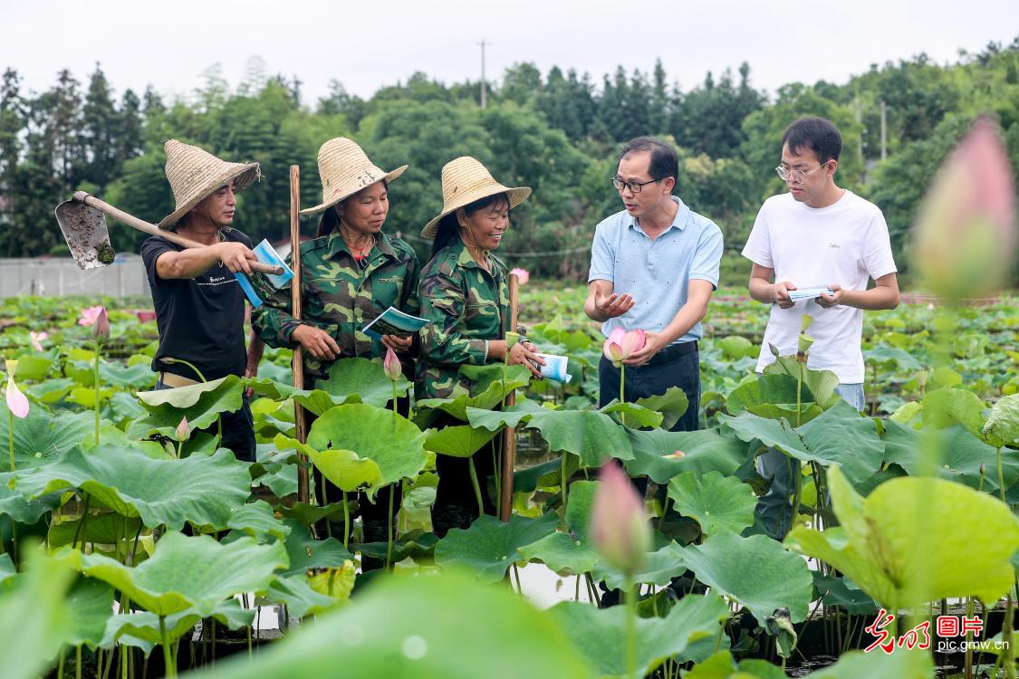 Professional personnel providing technical support for lotus planting