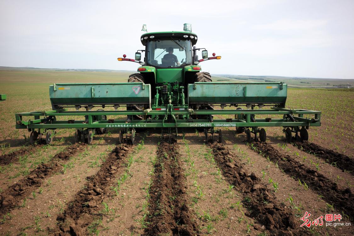 Farmers cultivating seedlings with agricultural machinery in N China's Inner Mongolia