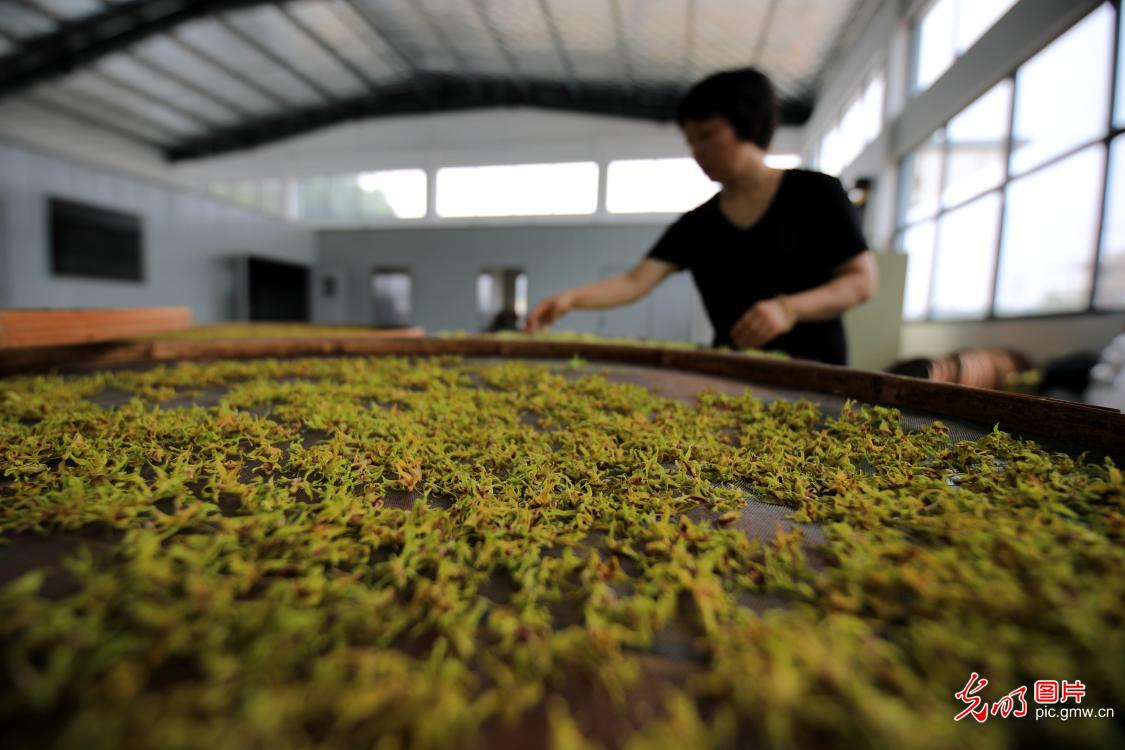 Noble dendrobium flowers ready for drying in S China's Guangdong