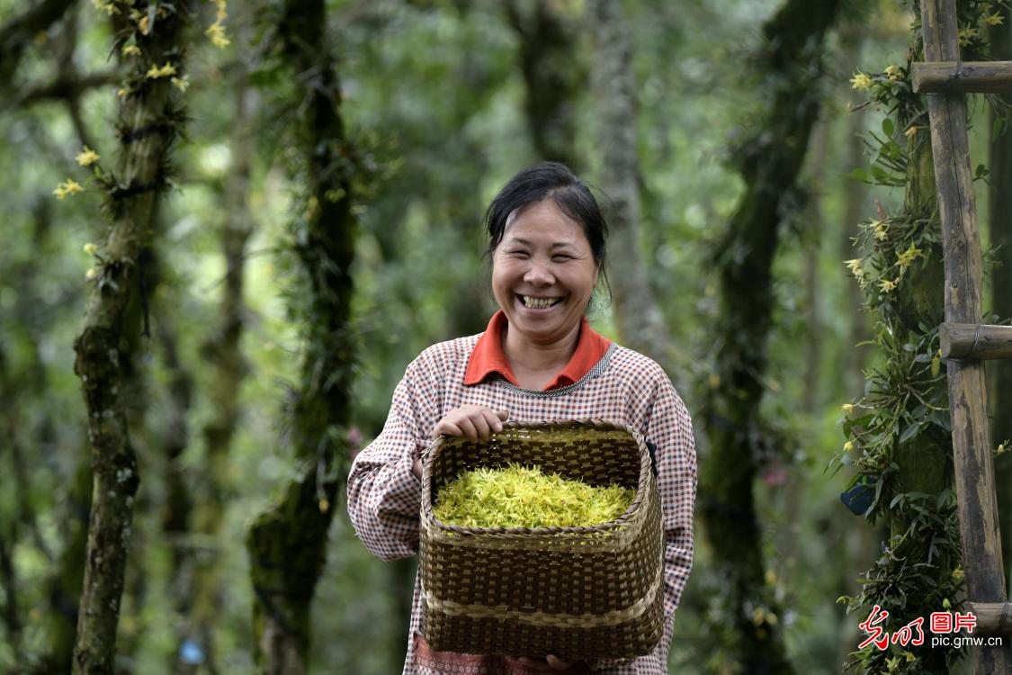 Farmers busy picking, processing noble dendrobium flowers in SW China's Guizhou