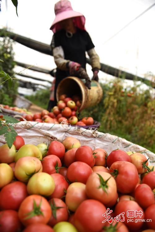 Farmers loading fresh tomatoes in SW China's Yunnan Province