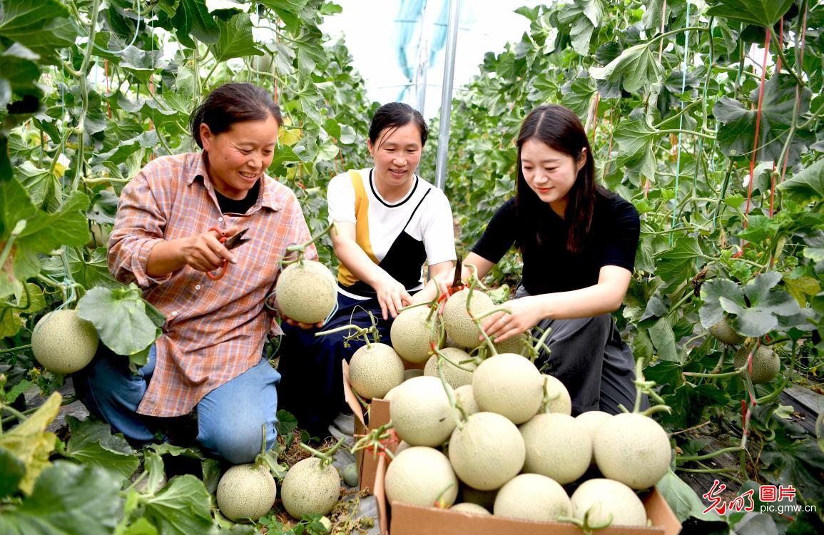 Melon industry promoted in E China's Anhui Province