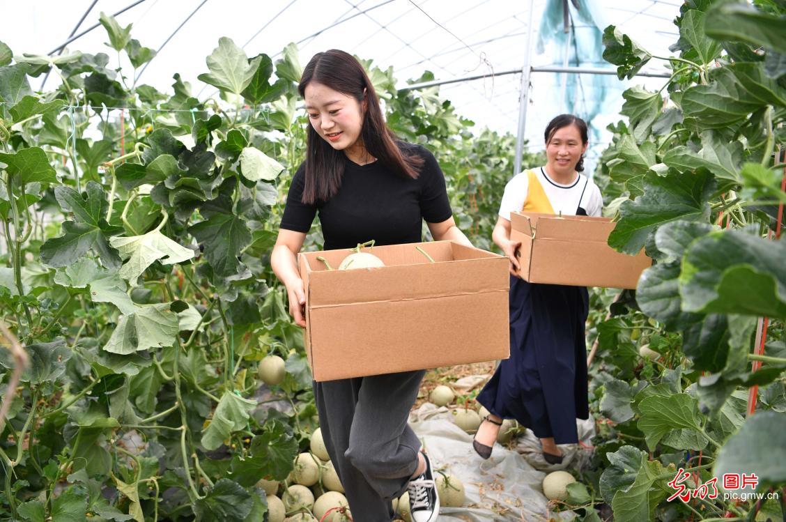 Melon industry promoted in E China's Anhui Province