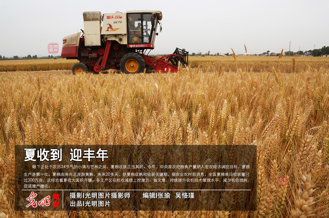 Large-scale summer harvest begins in China