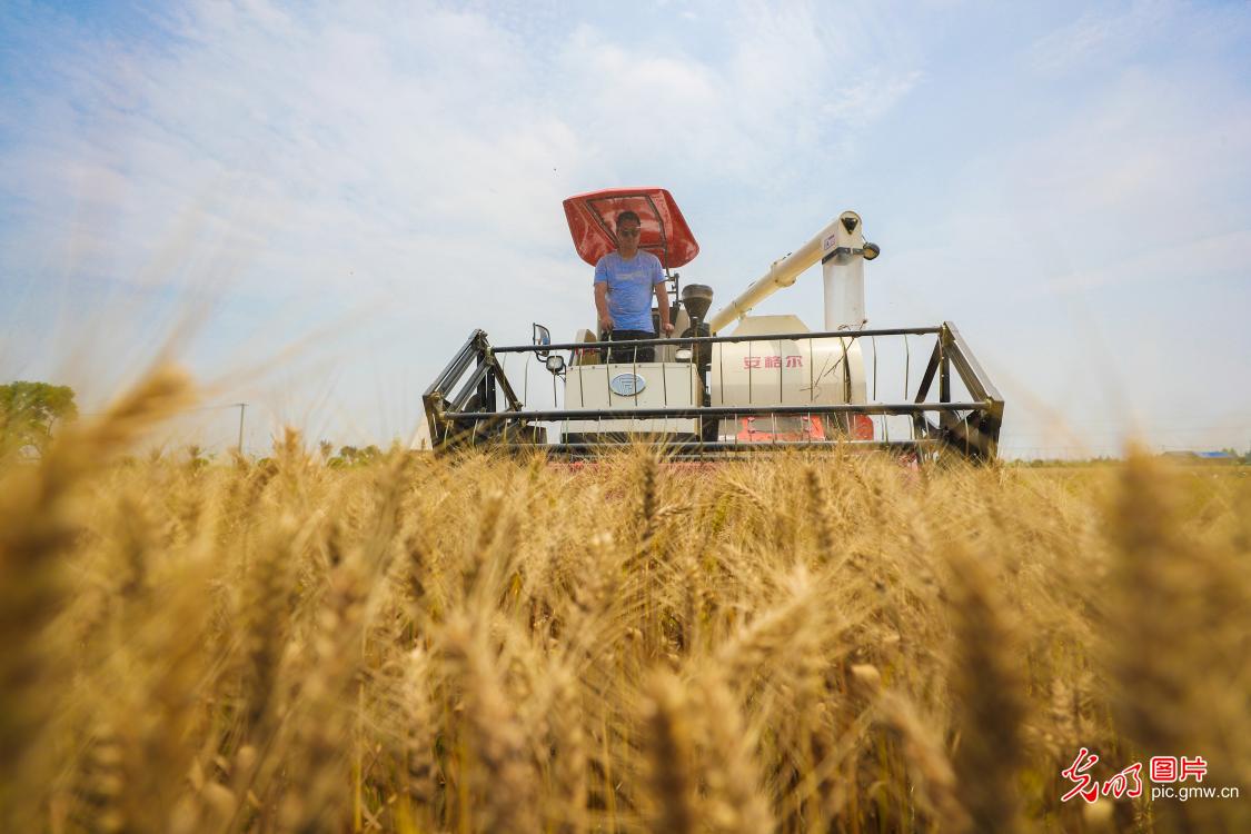 Large-scale summer harvest begins in China