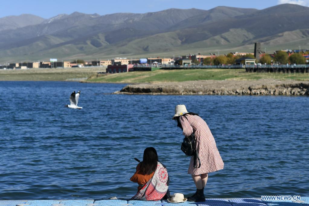 China Focus: Conservation efforts help restore Qinghai Lake ecology