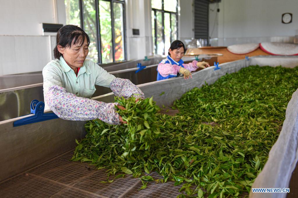 In pics: Wulilu tea garden in Hainan