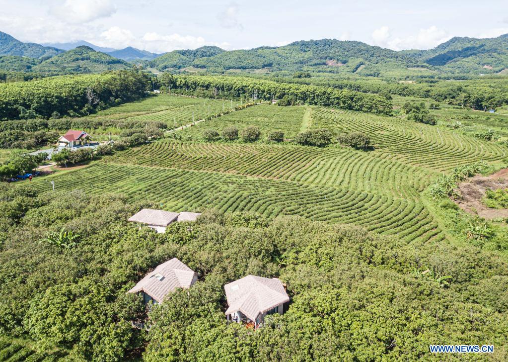 In pics: Wulilu tea garden in Hainan