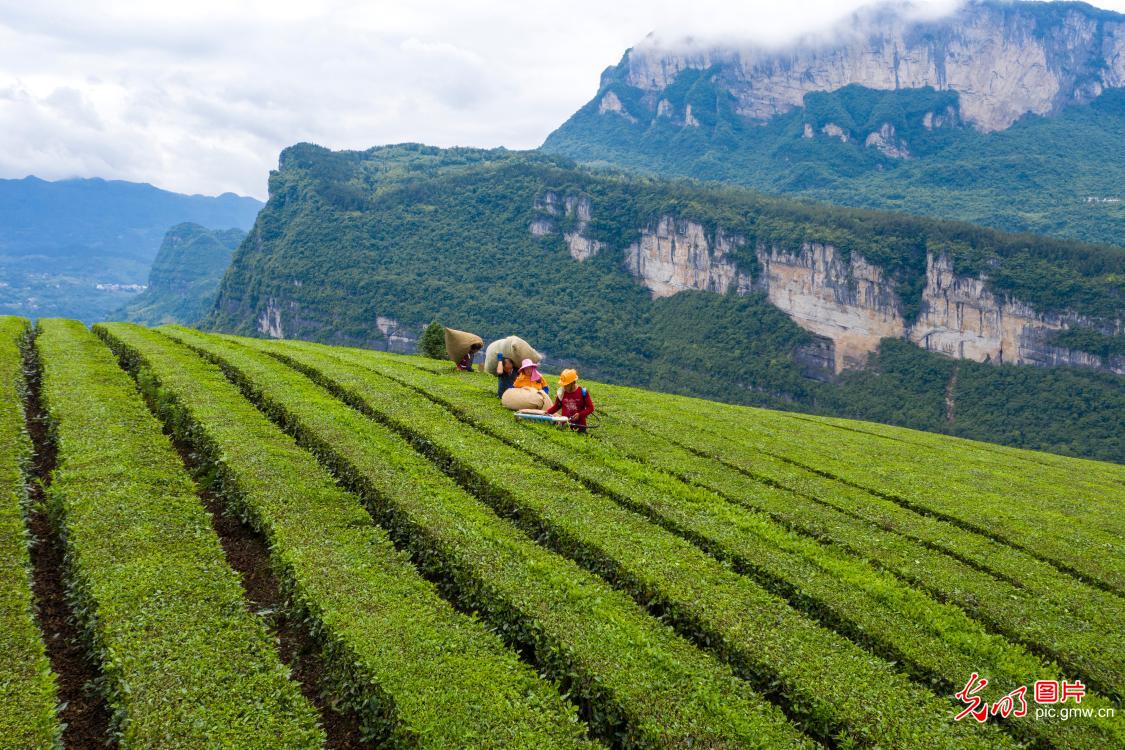 Farmers pick tea leaves in Enshi, C China's Hubei