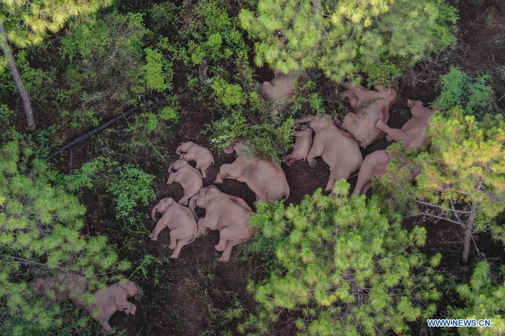 China to guide wandering elephant herd to suitable habitat