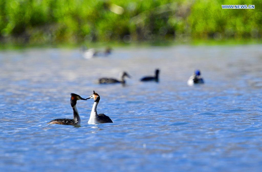 Grebes seen in Lhalu wetland national nature reserve in Lhasa