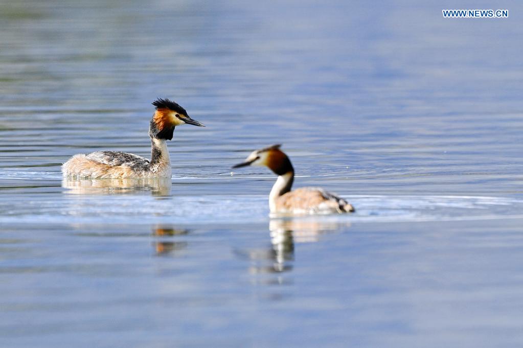 Grebes seen in Lhalu wetland national nature reserve in Lhasa