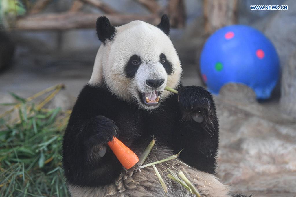 Special snacks prepared for giant pandas to mark Dragon Boat Festival in Hainan