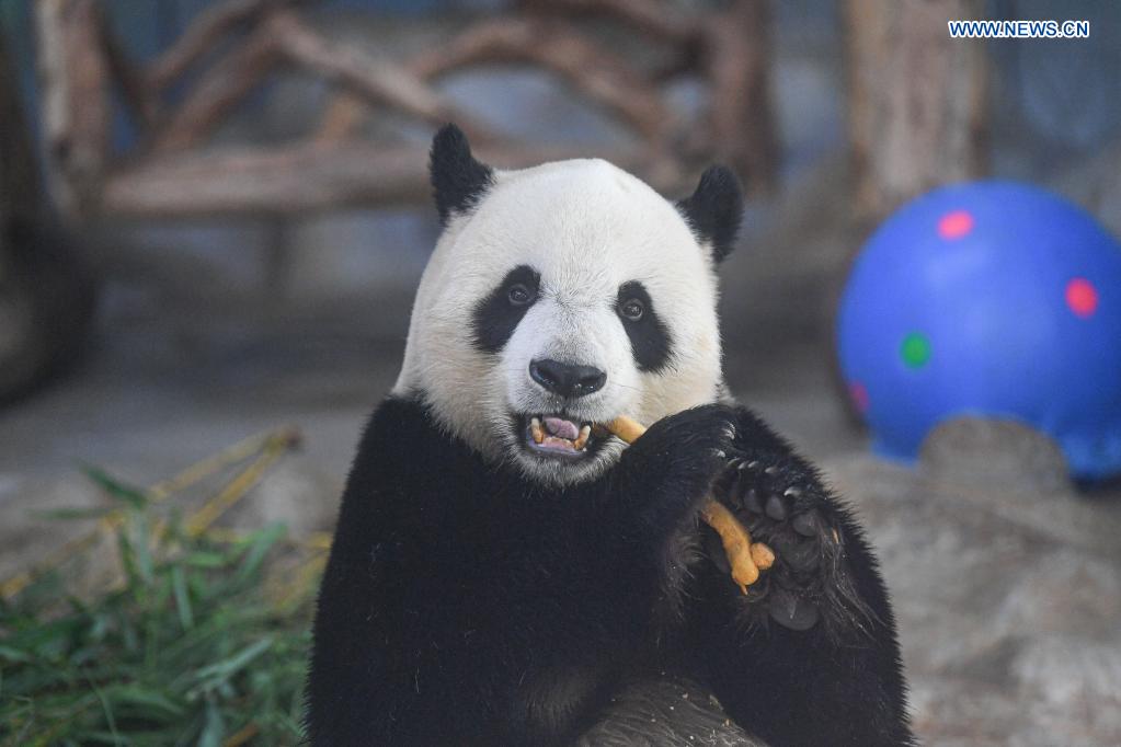 Special snacks prepared for giant pandas to mark Dragon Boat Festival in Hainan