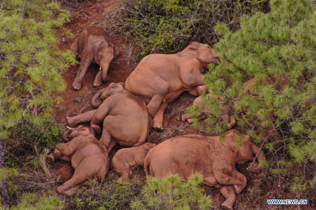 China's migrating elephant herd continues to wander in southwest township