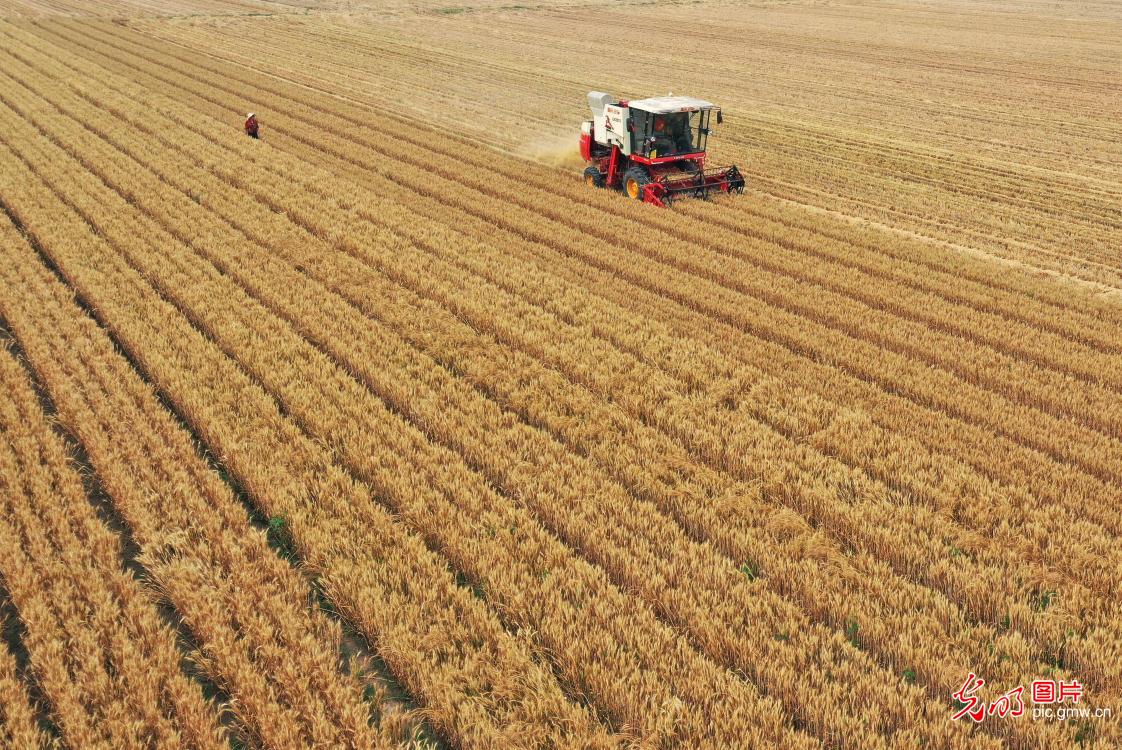 Wheat harvested in E China's Shandong Province