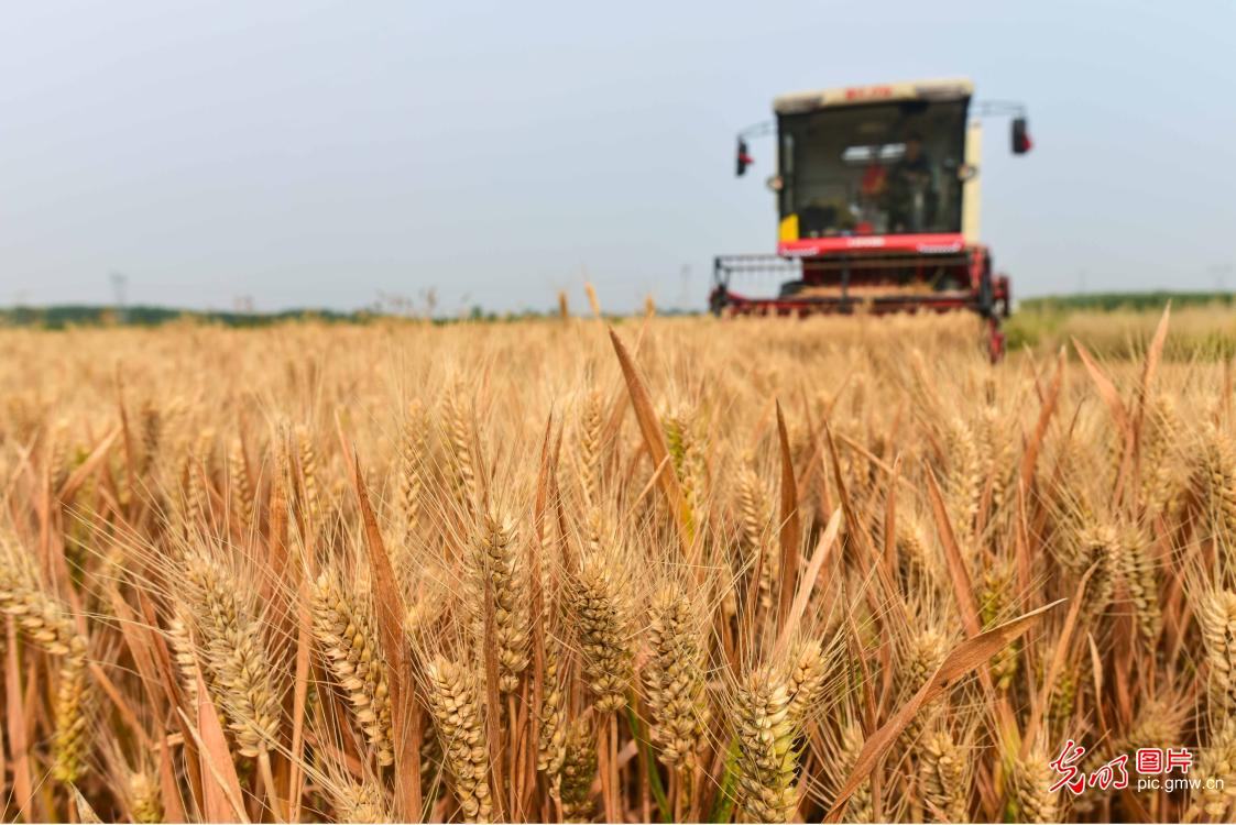 Wheat harvested in E China's Shandong Province