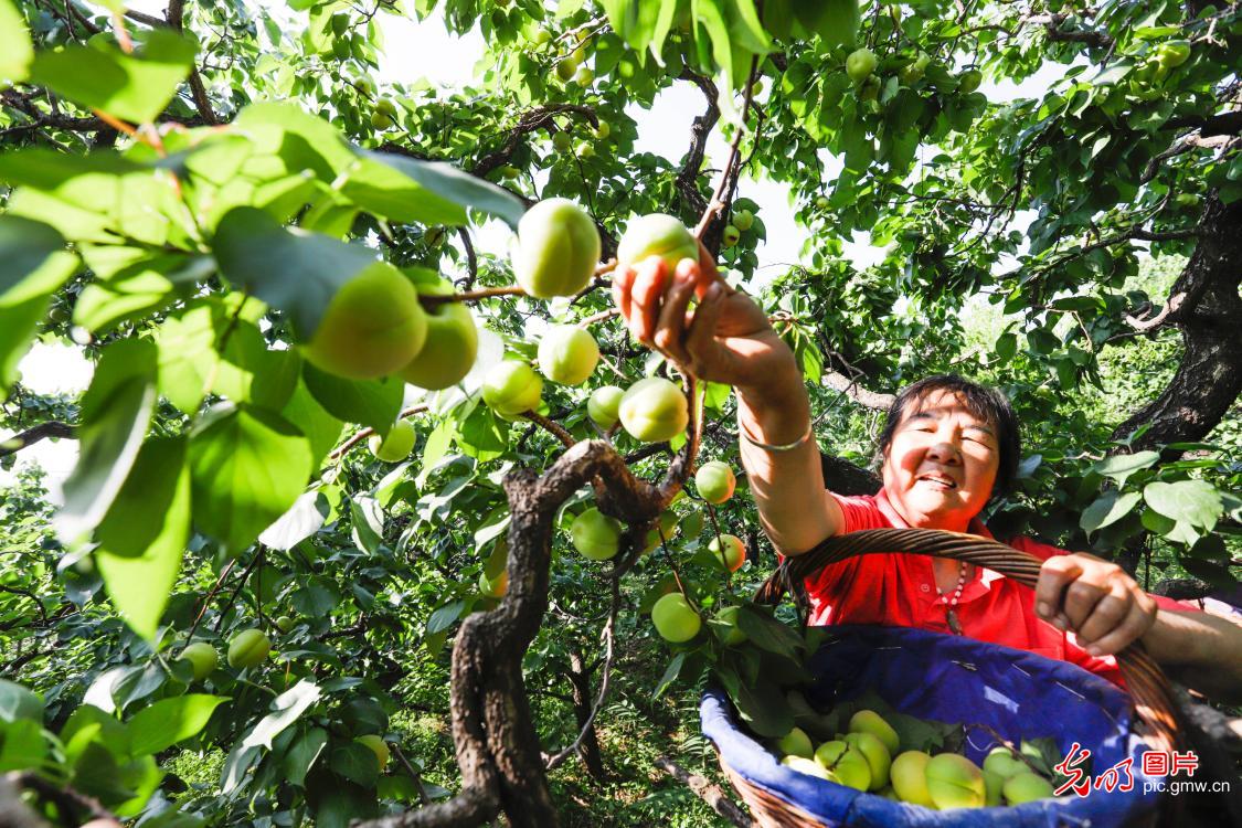 Farmers harvesting aprcots in N China's Hebei Province