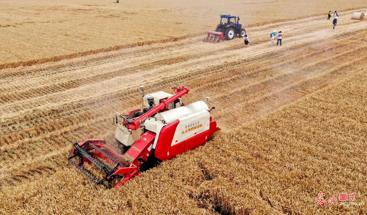 Modernized farming to increase grain output in E China's Anhui