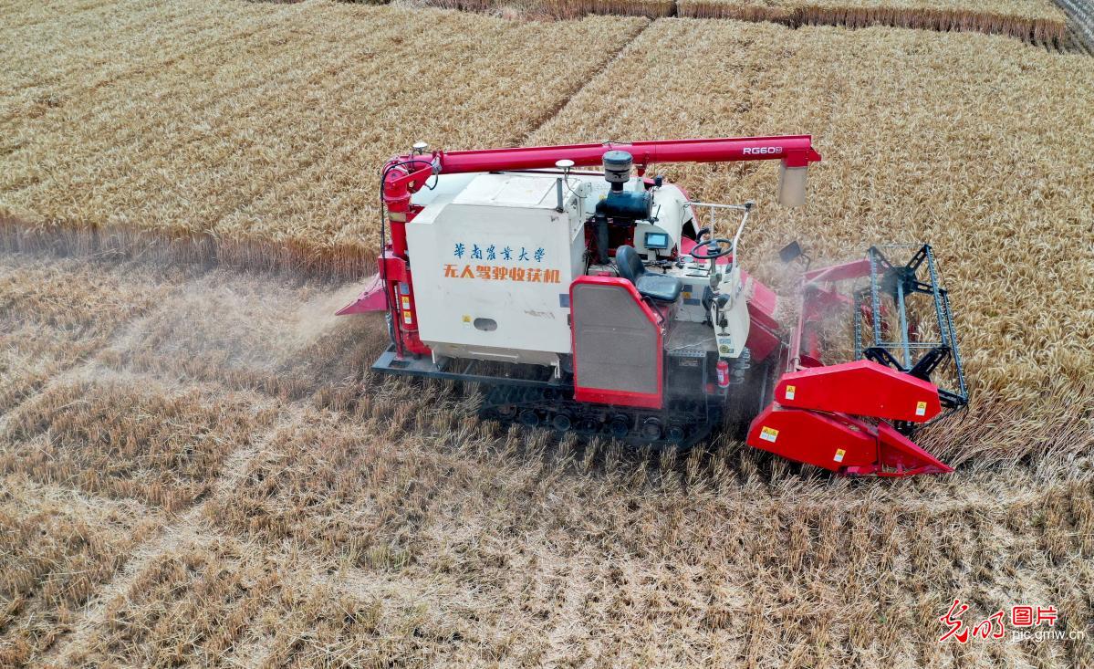 Modernized farming to increase grain output in E China's Anhui