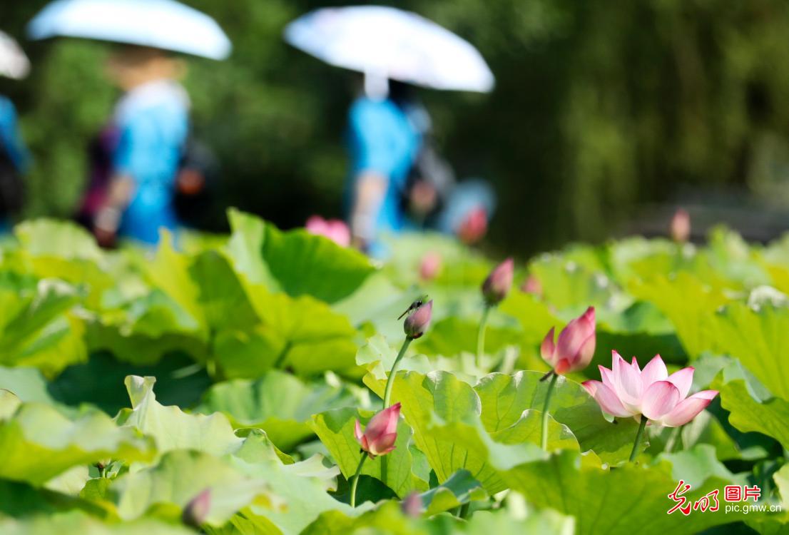 Lotus seen amid summer in C China's Hunan