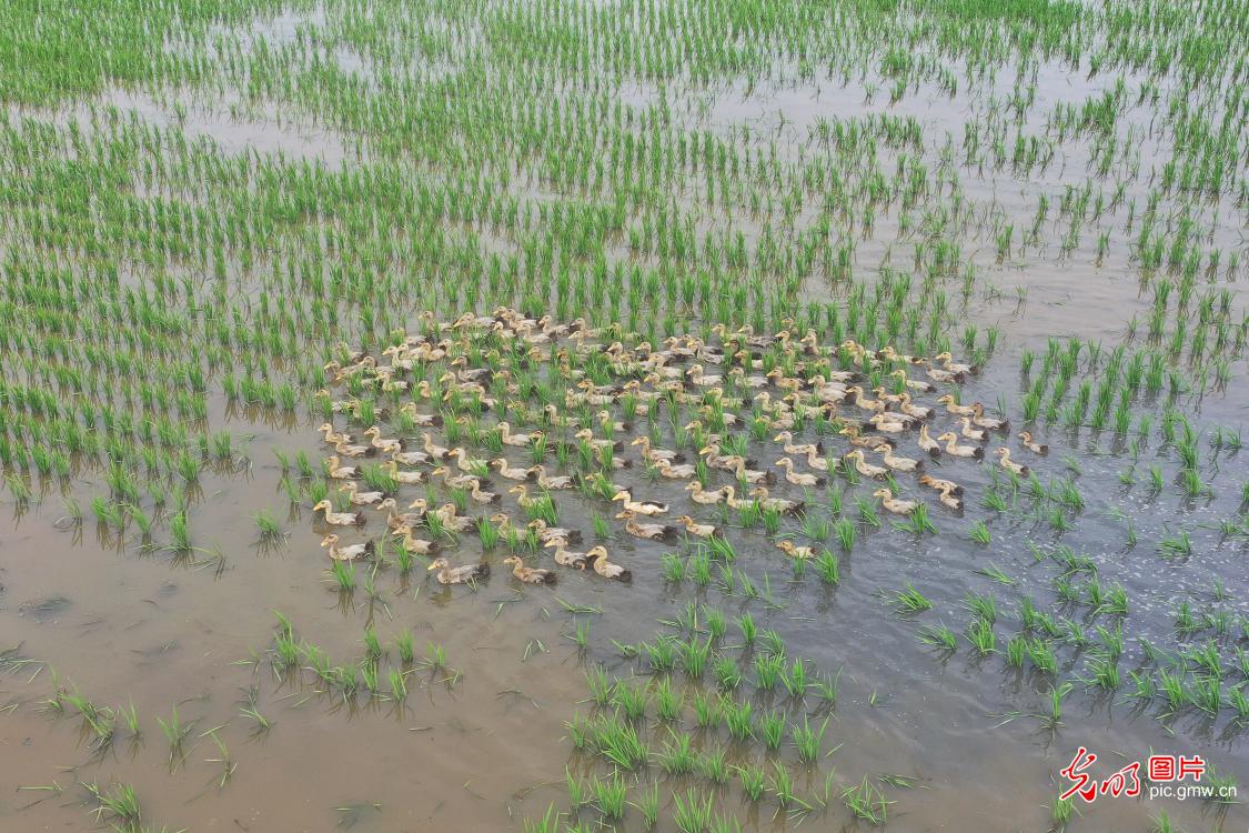 Rice-duck farming to improve farm viability in SE China's Jiangsu