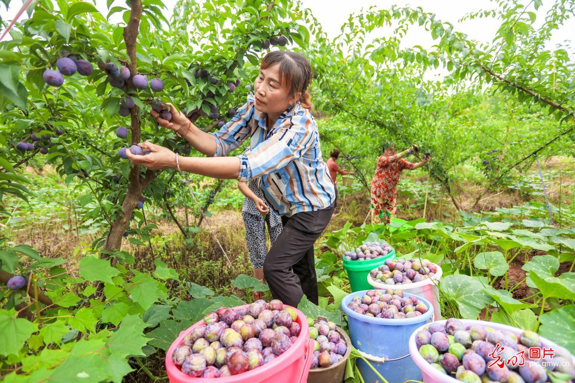 Plums harvested in C China’s Sichuan