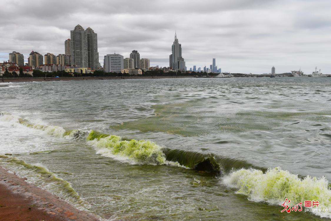 Algae invades water off E China's costal city