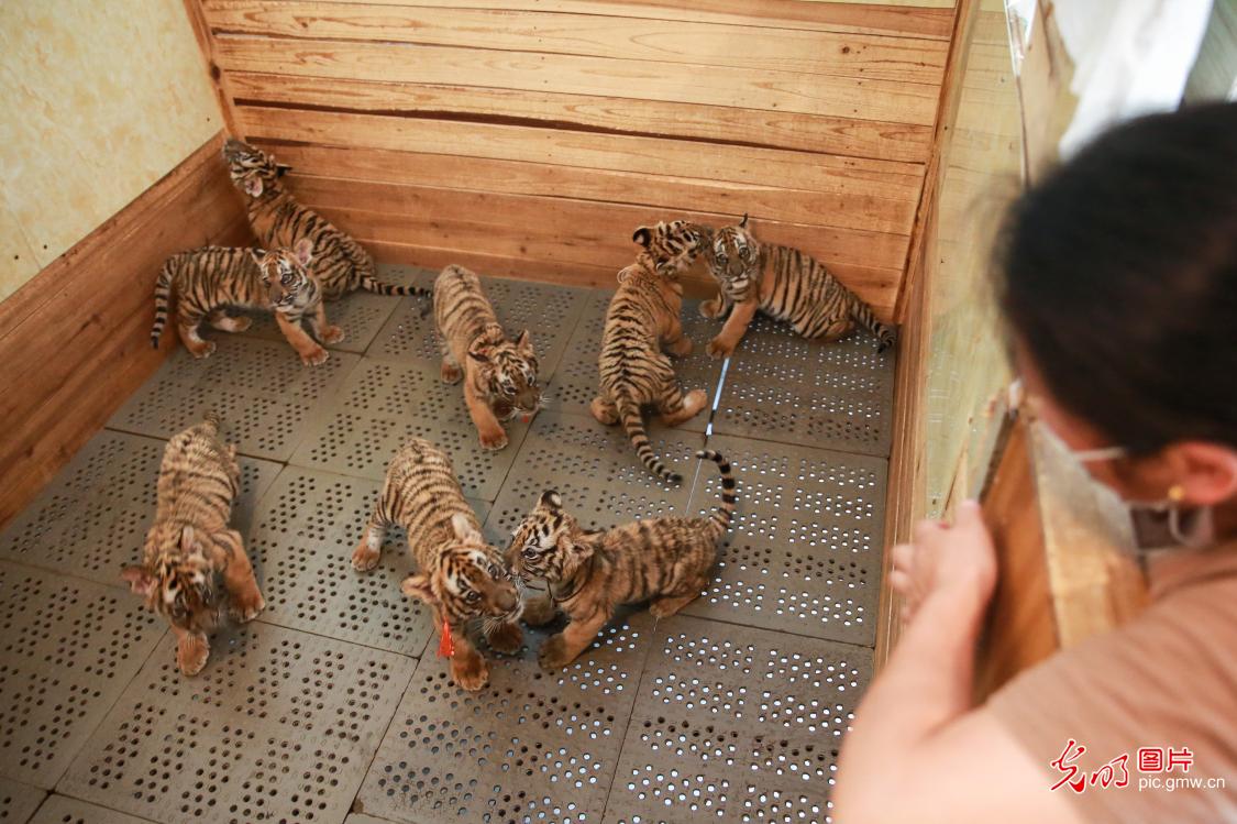 Nanchang Zoo welcomes 9 South China tiger cubs