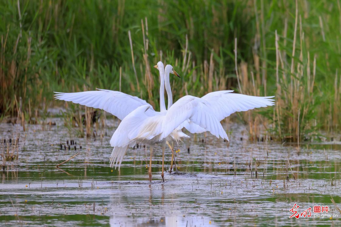 Egrets flying among reeds in NW China's Xinjiang