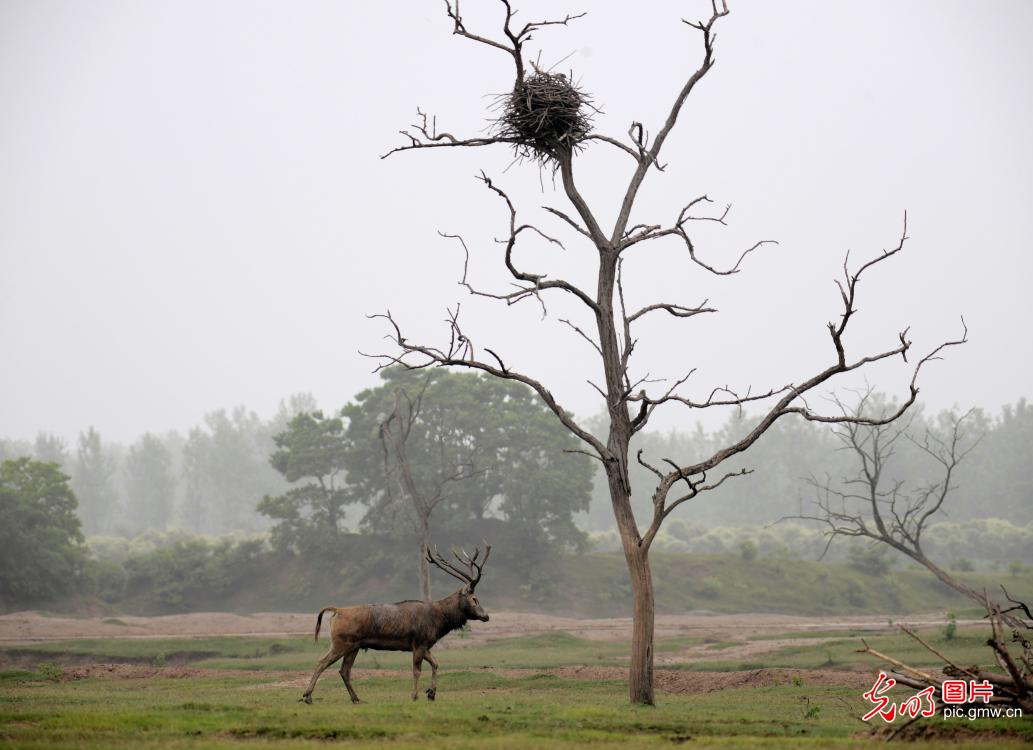 The world's largest natural reserve for elk in E China's Jiangsu Province