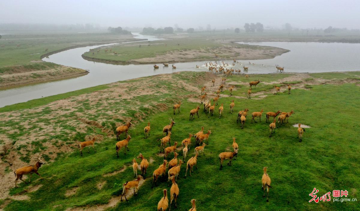 The world's largest natural reserve for elk in E China's Jiangsu Province